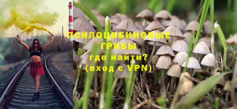 Псилоцибиновые грибы Psilocybe  Новоаннинский 